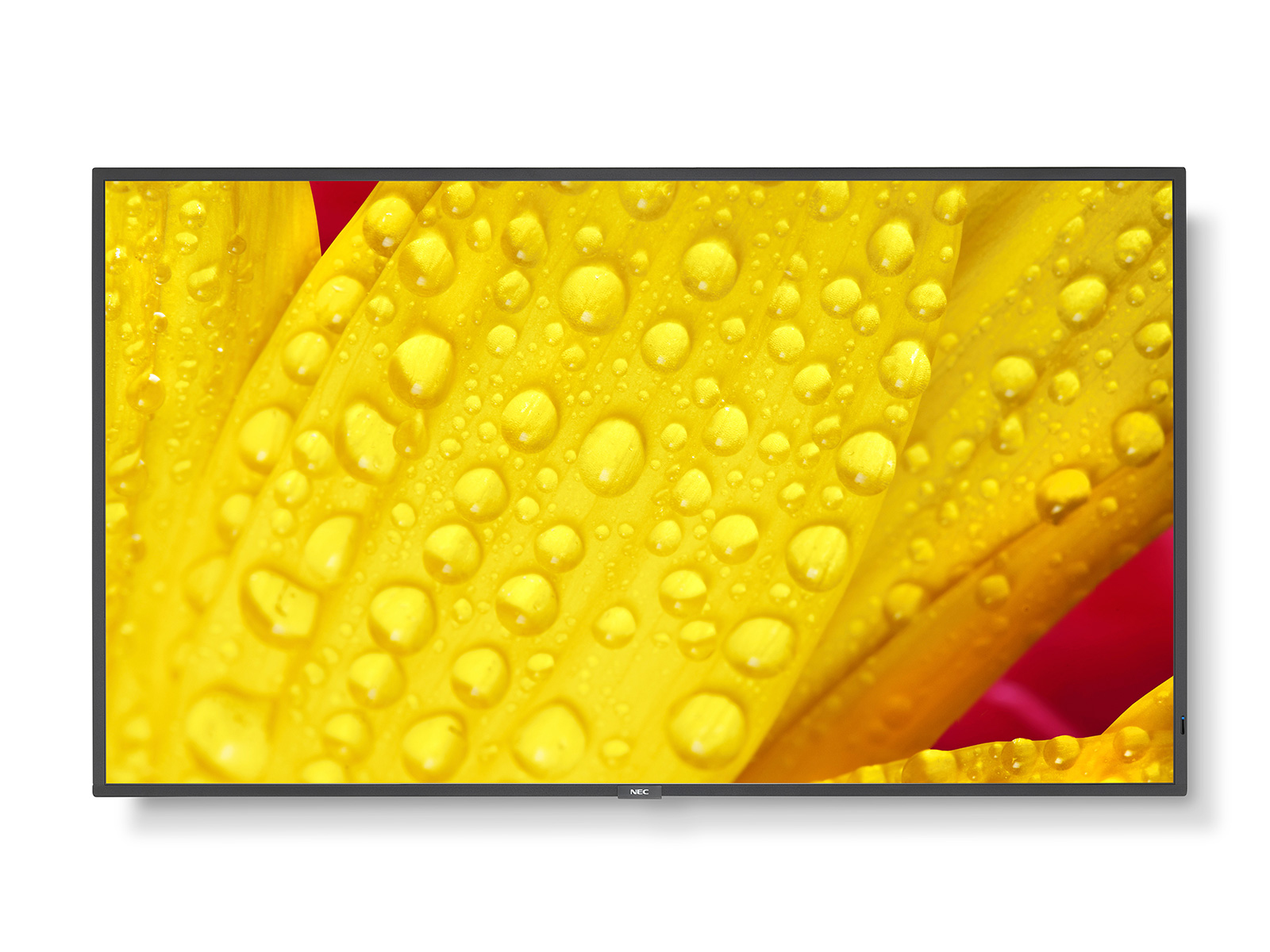 Blume, Blütenblatt, Pflanze, Tröpfchen, Blatt