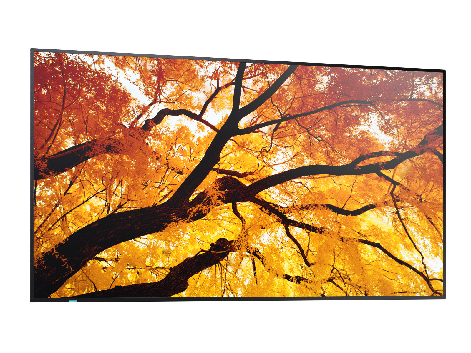 Blatt, Pflanze, Baum, Ahorn, Szenerie