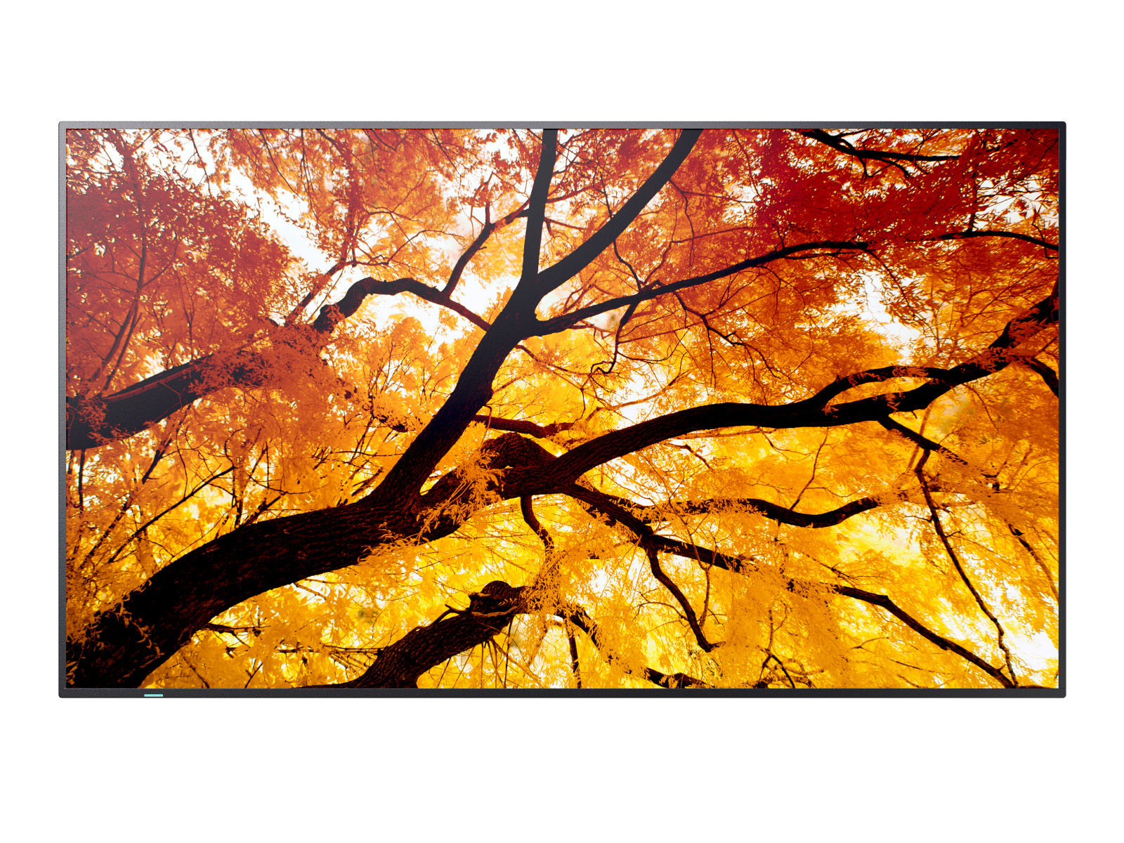 Blatt, Pflanze, Baum, Ahorn, Szenerie