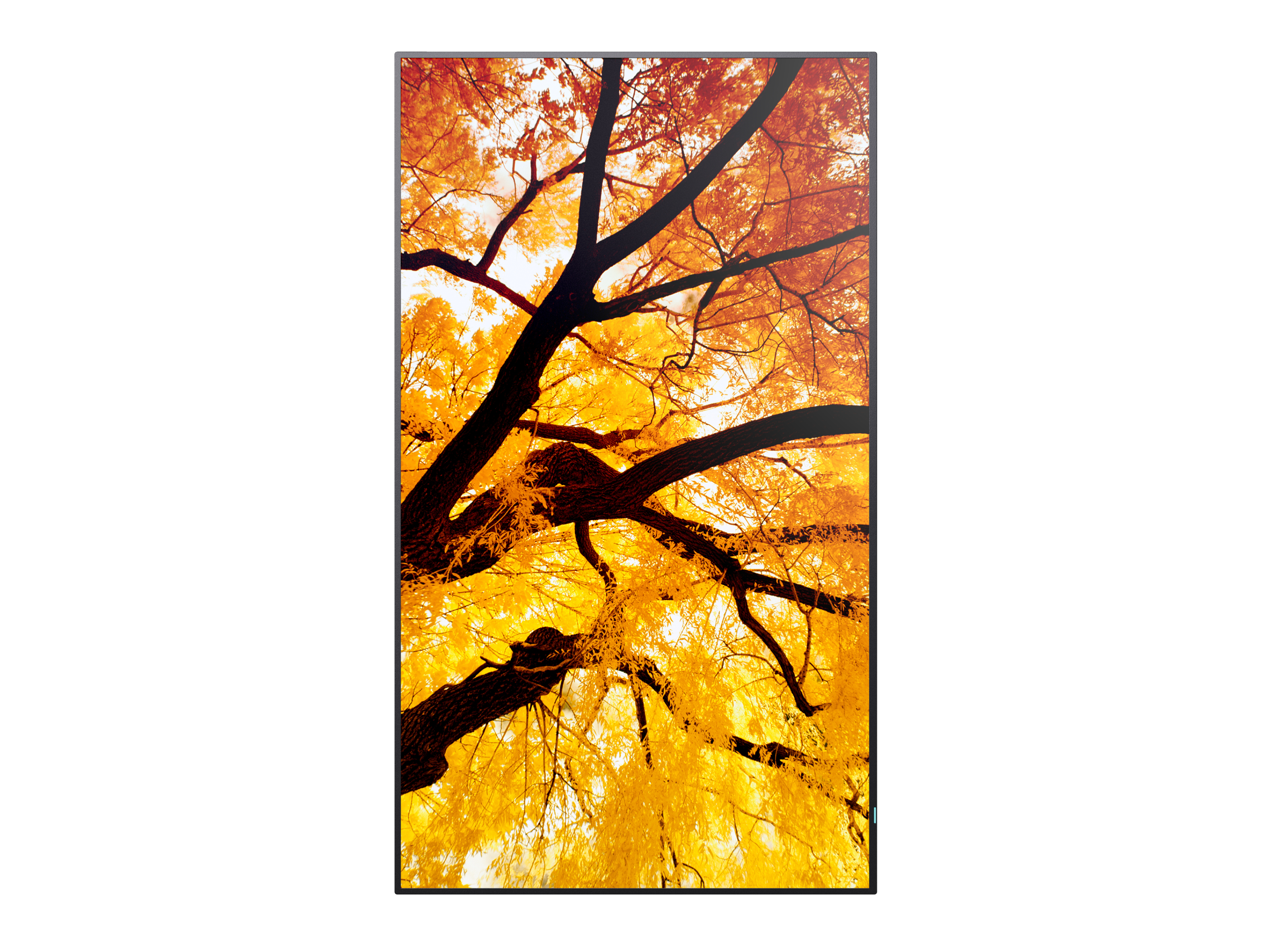 Pflanze, Baum, Blatt, Ahorn, Baumstamm