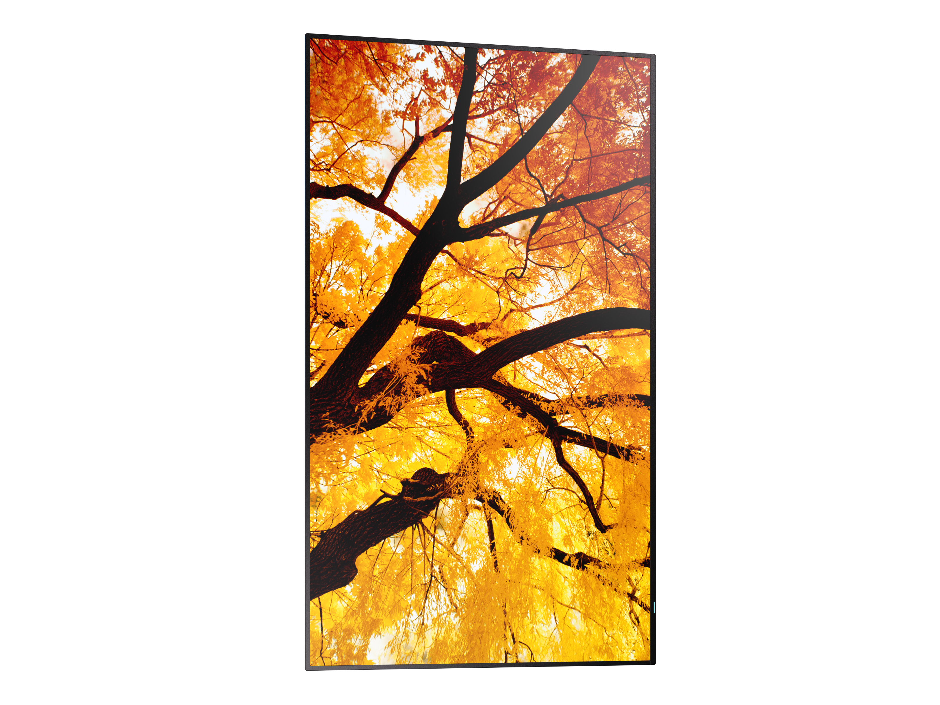 Pflanze, Baum, Blatt, Ahorn, Baumstamm